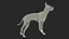 Xoloitzcuintli in a Baskerville Muzzle Fur