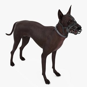 Xoloitzcuintli in a Baskerville Muzzle Fur model