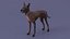 Xoloitzcuintli in a Baskerville Muzzle Fur