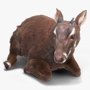 Saola Reclining Pose Fur