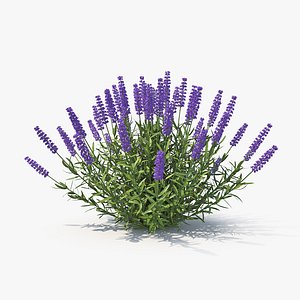 3D lavandula 01 model