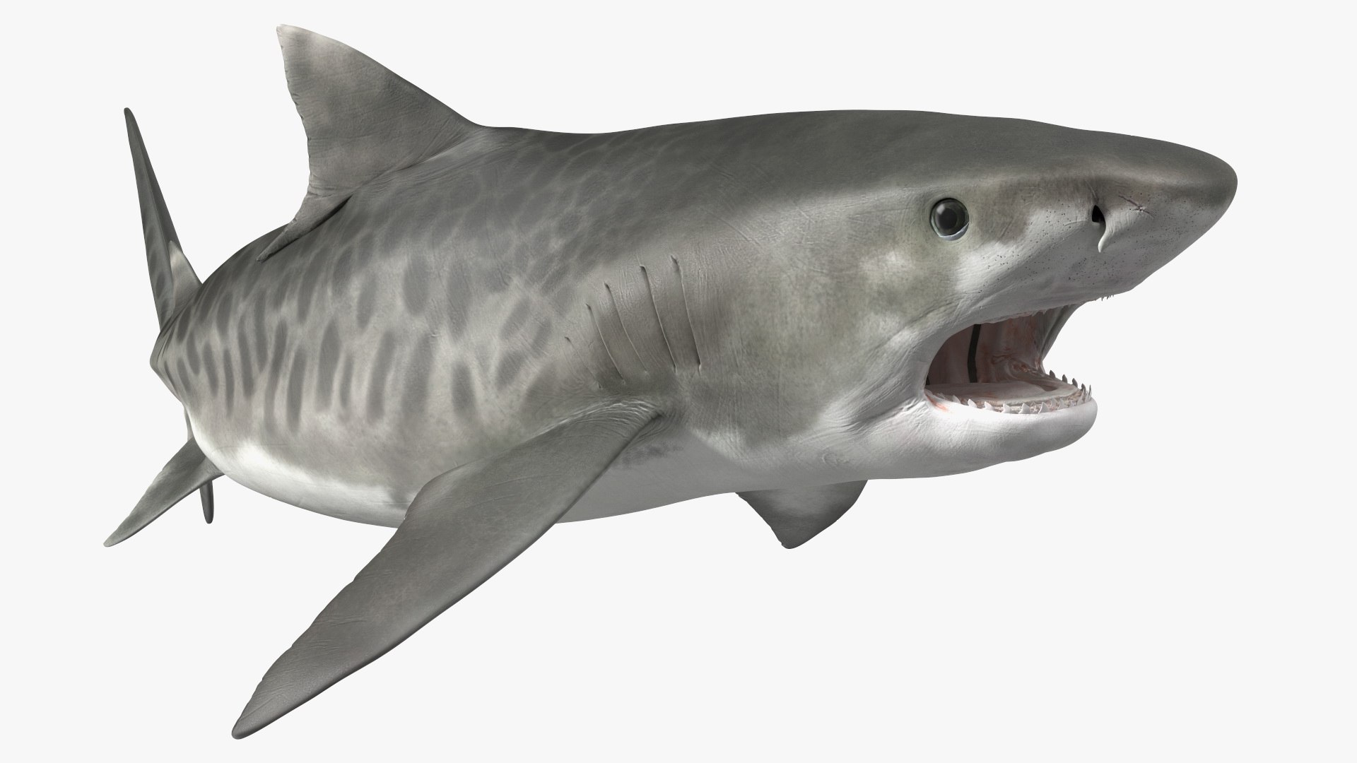 Tiger Shark Attacking 3D - TurboSquid 2145958