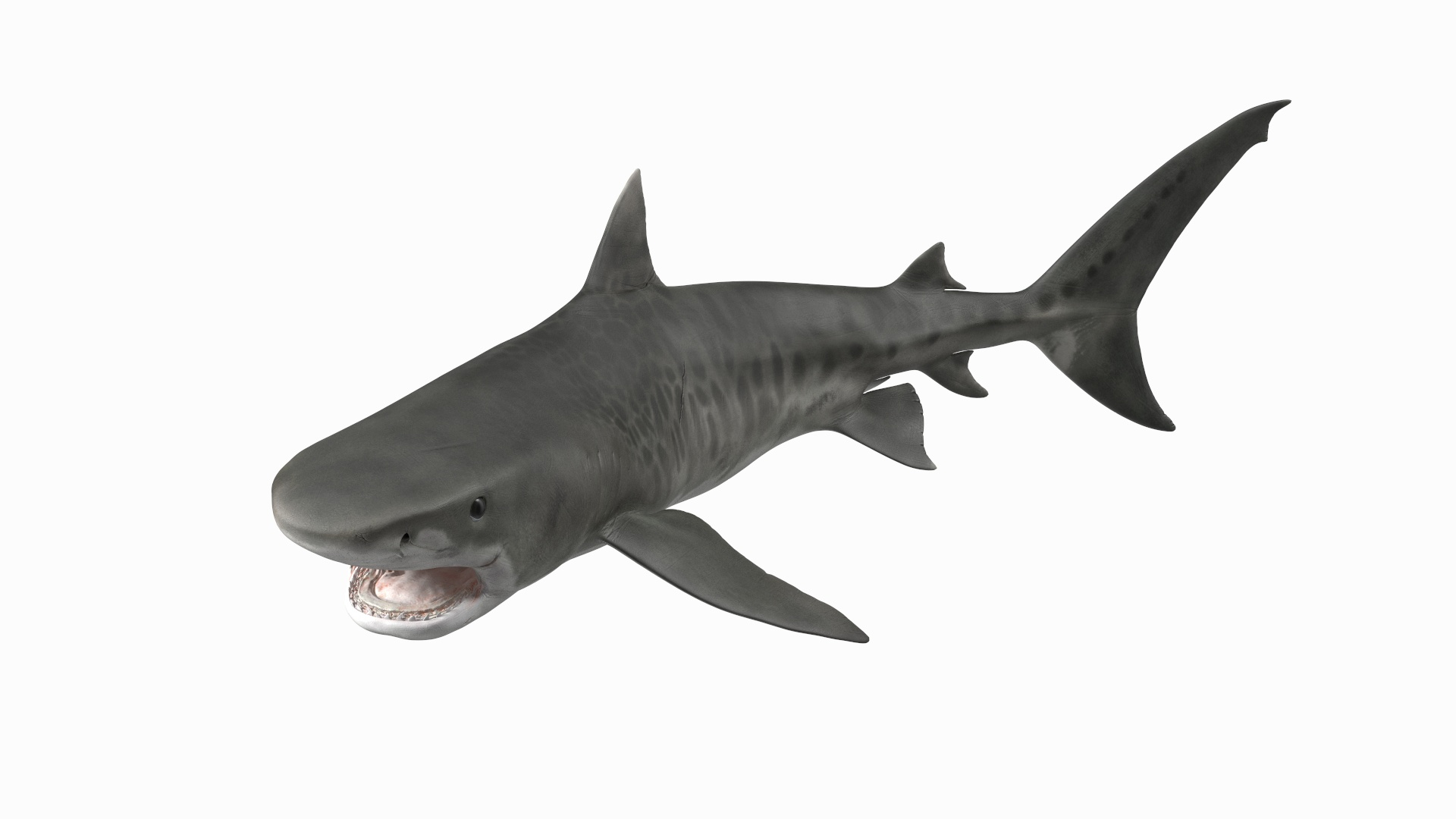 Tiger Shark Attacking 3D - TurboSquid 2145958
