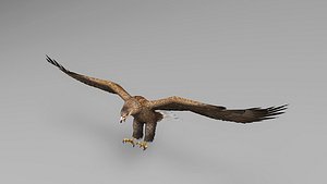 3D model eagle rigged animations