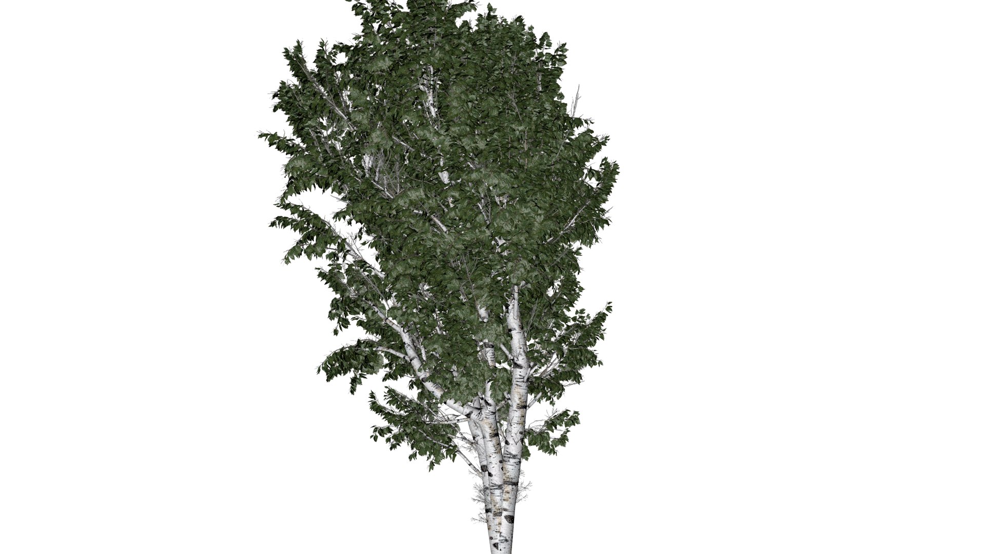 European White Birch Tree - 07 - 3D https://p.turbosquid.com/ts-thumb/xV/vZJPsE/Fs/ewb_73/png/1742115029/1920x1080/fit_q87/5785394f9456e6d4d5614f5cdf54f231b6ba806a/ewb_73.jpg