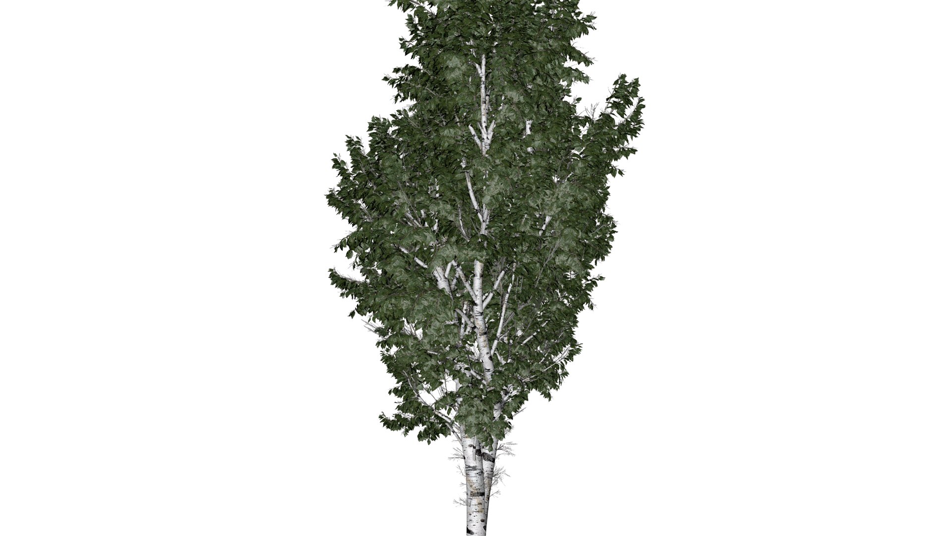 European White Birch Tree - 07 - 3D https://p.turbosquid.com/ts-thumb/xV/vZJPsE/Vg/ewb_72/png/1742115027/1920x1080/fit_q87/b7806038b1eca5e561165a488bf19f96e0f2b0e1/ewb_72.jpg