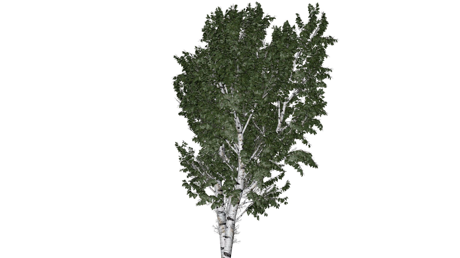 European White Birch Tree - 07 - 3D https://p.turbosquid.com/ts-thumb/xV/vZJPsE/tc/ewb_71/png/1742115027/1920x1080/fit_q87/743fce790783f6ca6332e0b80a6c207f231e9b09/ewb_71.jpg