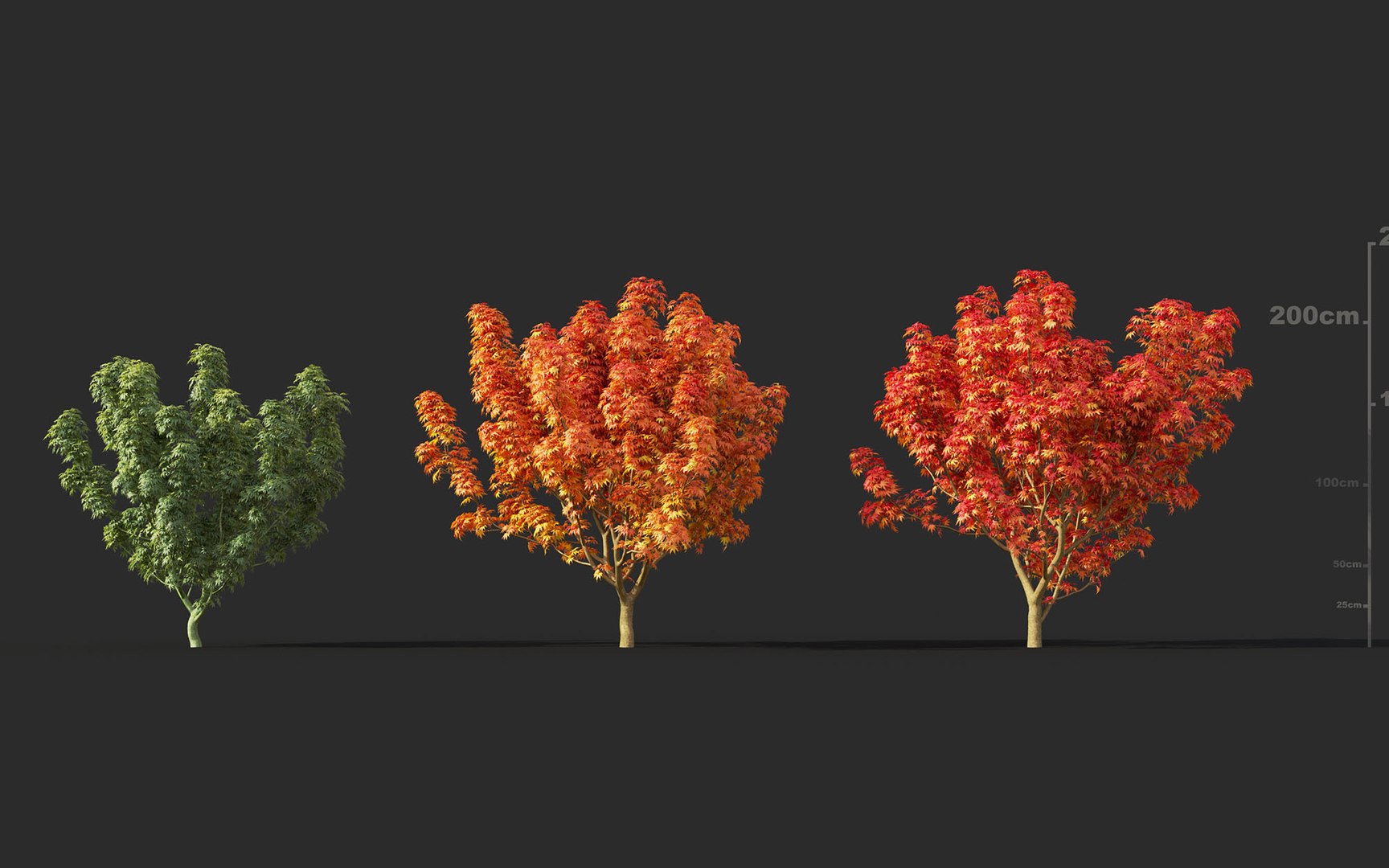japanese plants includes growfx model https://p.turbosquid.com/ts-thumb/xV/xfUrFT/62AtFpmK/mt_pm_v45_lions_head_japanese_maple_01_0103/jpg/1605515412/1920x1080/fit_q87/b060d197add23a218dafecc5f1acd4db0699214e/mt_pm_v45_lions_head_japanese_maple_01_0103.jpg