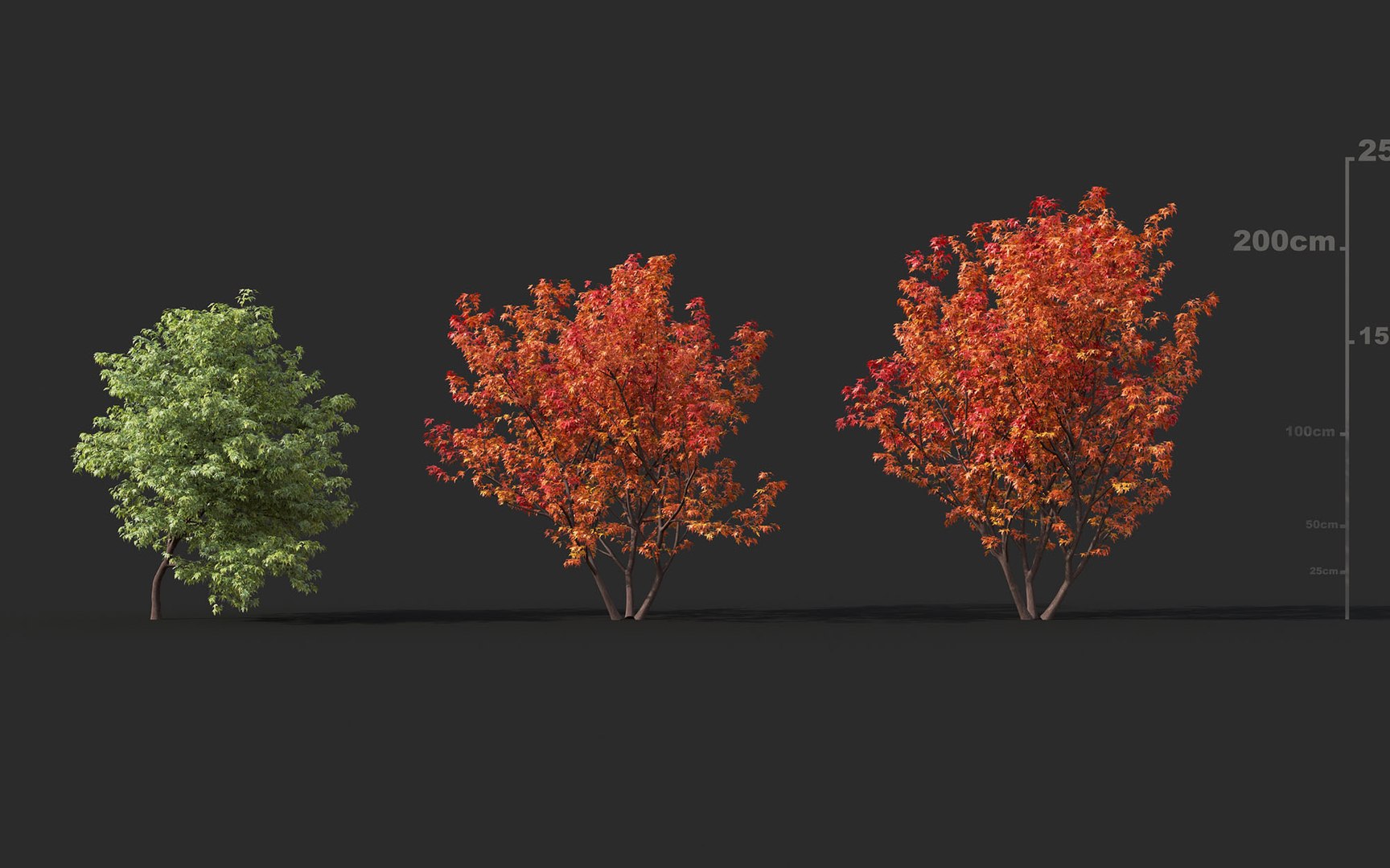 japanese plants includes growfx model https://p.turbosquid.com/ts-thumb/xV/xfUrFT/8phTDBoI/mt_pm_v45_butterfly_japanese_maple_01_0406/jpg/1605515412/1920x1080/fit_q87/3973319eeff2923112c59dc8b50766ef7e7e41c8/mt_pm_v45_butterfly_japanese_maple_01_0406.jpg
