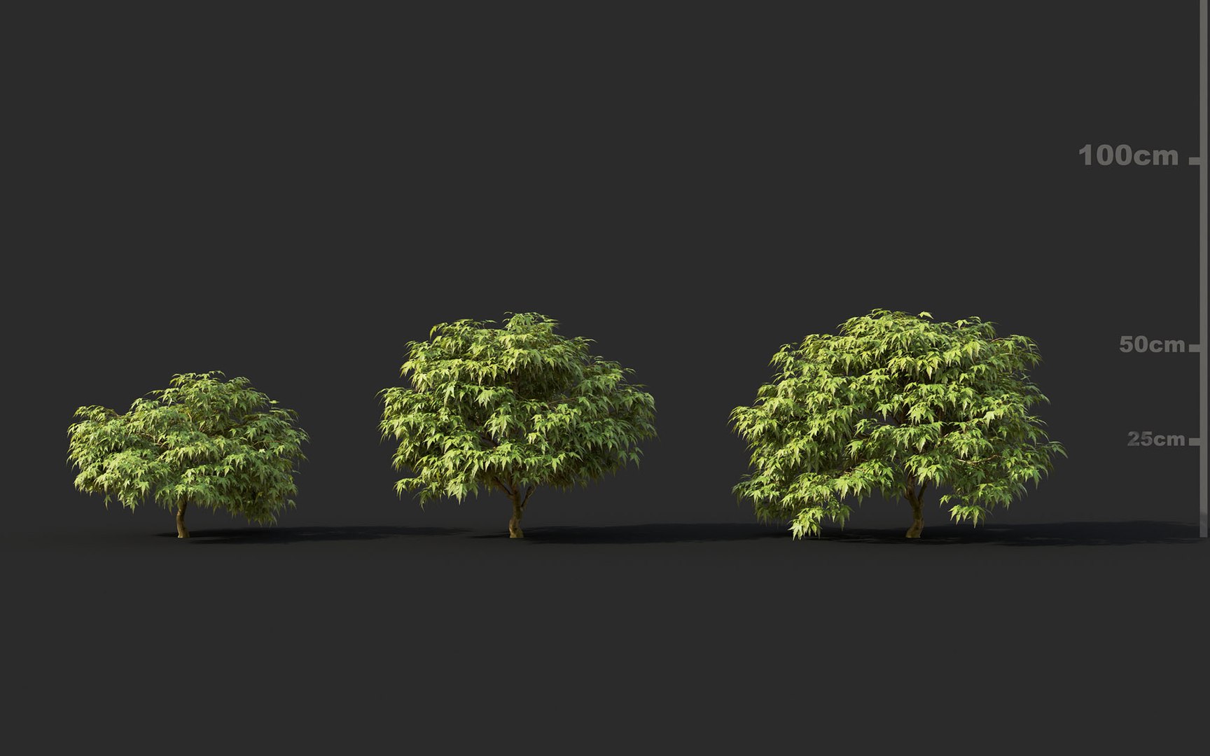 japanese plants includes growfx model https://p.turbosquid.com/ts-thumb/xV/xfUrFT/obTlq4Z1/mt_pm_v45_kiyohime_japanese_maple_01_0103/jpg/1605515412/1920x1080/fit_q87/b58f9ea806a09459e671844c53d81d9f24b3a768/mt_pm_v45_kiyohime_japanese_maple_01_0103.jpg