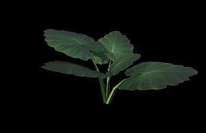 Elephant ear plant