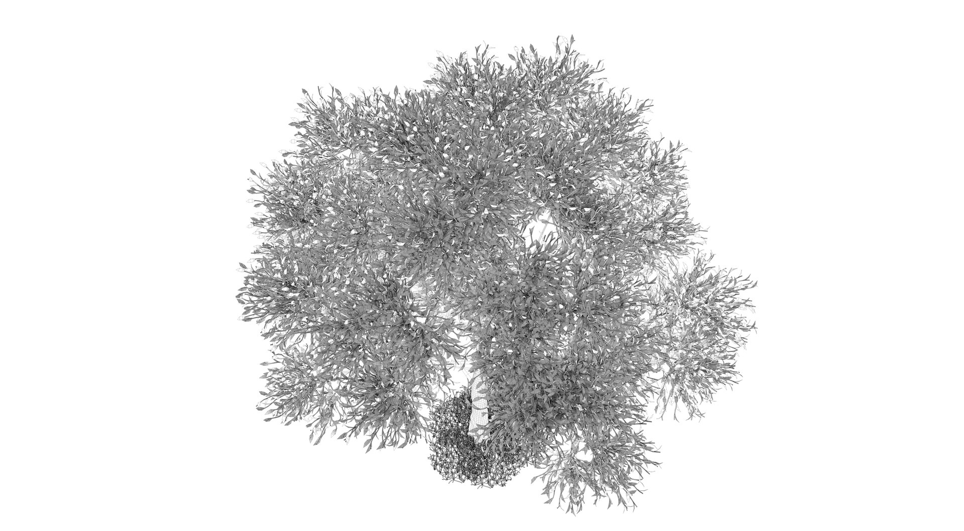 apple tree 3D model https://p.turbosquid.com/ts-thumb/xW/B5JZ1y/gH/cel0002/jpg/1611912633/1920x1080/fit_q87/12eeec50a2c383b4f29d23f83394e5d59b446cbe/cel0002.jpg