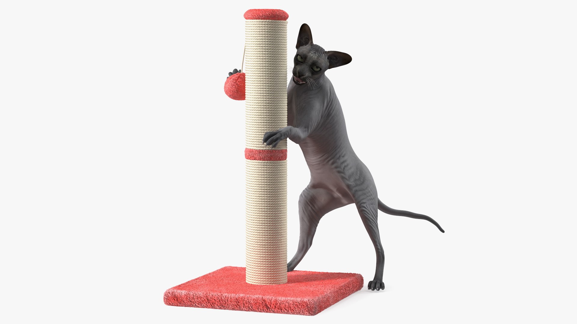 3D model Cat Playing With A Scratching Post https://p.turbosquid.com/ts-thumb/xW/ERBbaD/Iq/catplayingwithascratchingpost3dmodel001/jpg/1637912427/1920x1080/fit_q87/6a189bdfe321ed288aa60e99249790c2c46533c8/catplayingwithascratchingpost3dmodel001.jpg