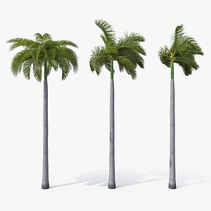 Palms Royal 02