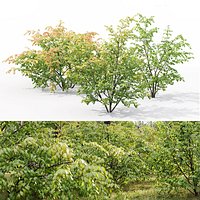 Euonymus forest 01