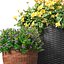 Flowerbed in a garden pot Flowers Garden Plant Flowerpot Patio Balcony in Provence style