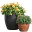 Flowerbed in a garden pot Flowers Garden Plant Flowerpot Patio Balcony in Provence style
