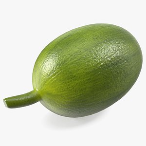 3D Green Ripe Coffee Bean