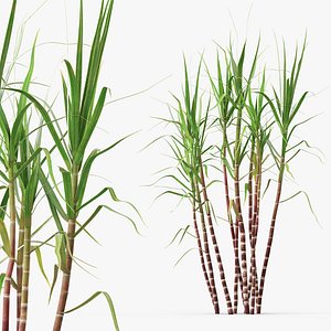 Agricultural Sugarcane Stalks Purple