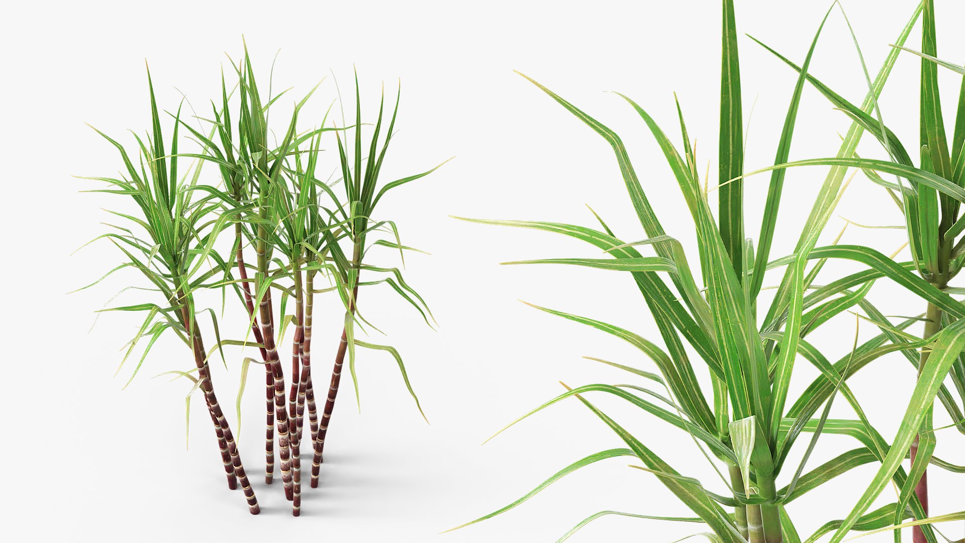 Agricultural Sugarcane Stalks Purple 3D model preview