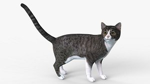 Grey Cat Rigged for Cinema 3D model