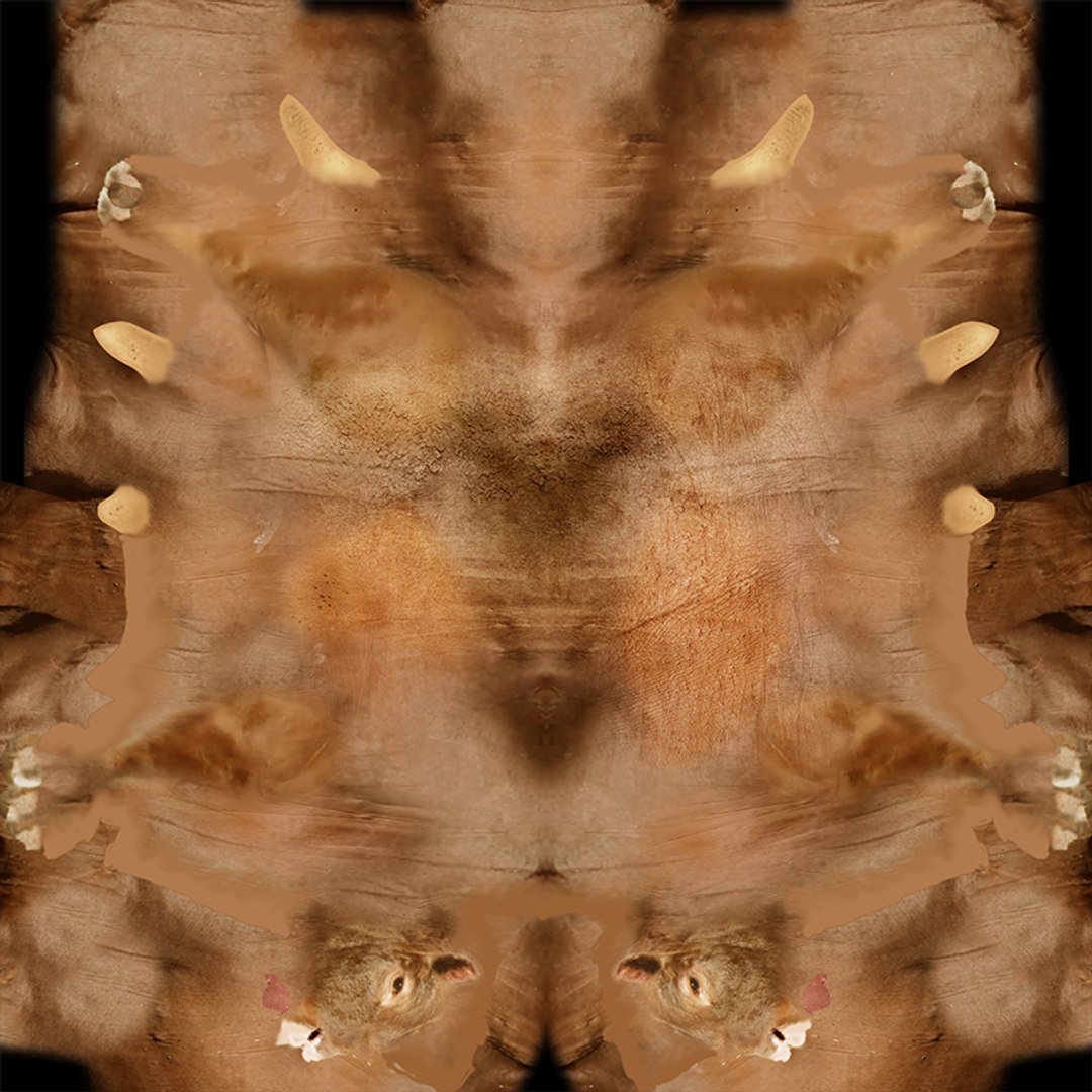 RED ANGUS Rigged L2056 3D model https://p.turbosquid.com/ts-thumb/xW/ZatOqL/05/uv08/png/1700606454/1920x1080/fit_q87/dedc1d4223d4a32528c46c52693651b9bcf8f753/uv08.jpg
