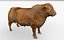 RED ANGUS Rigged L2056