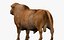 RED ANGUS Rigged L2056