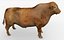 RED ANGUS Rigged L2056