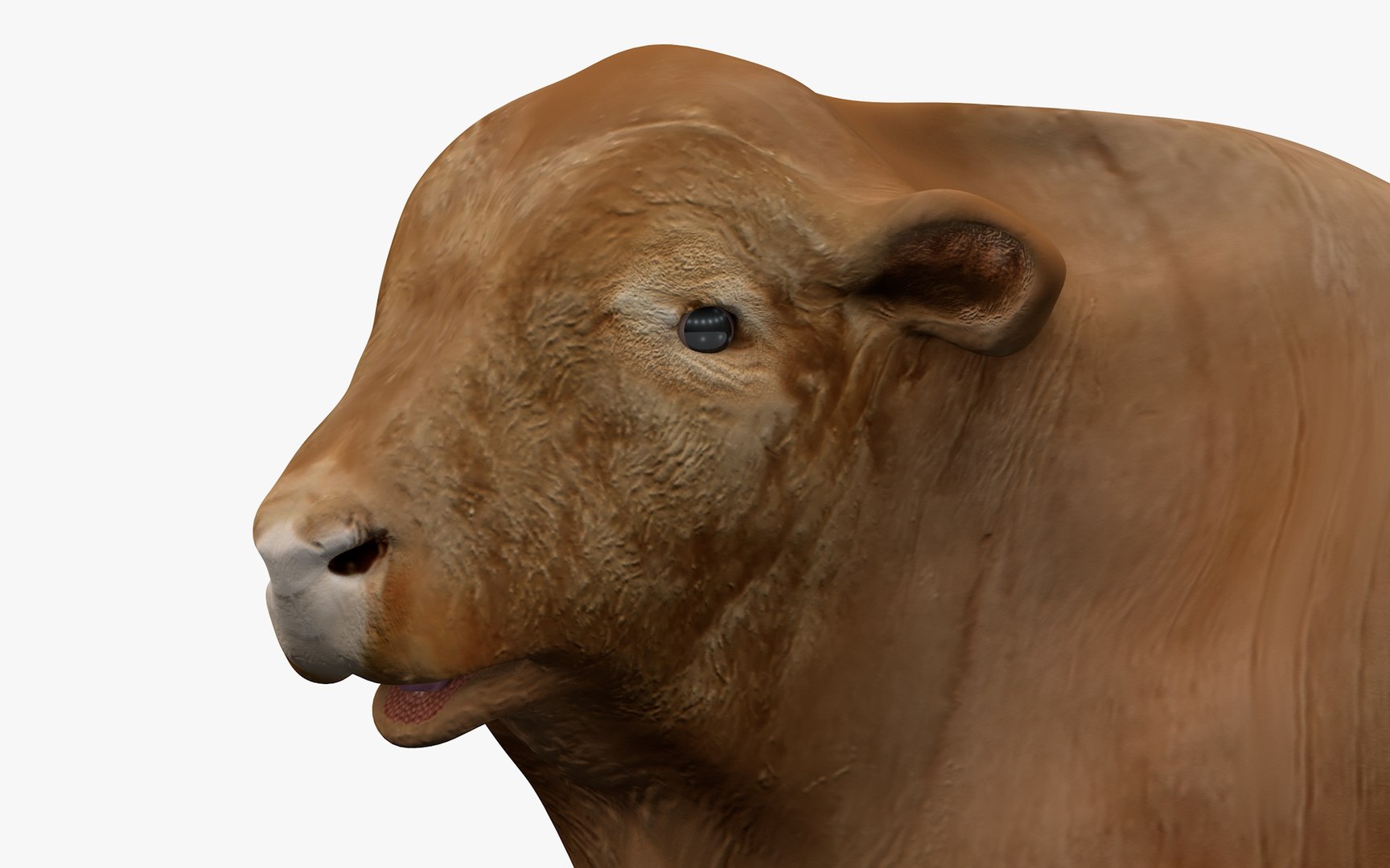 RED ANGUS Rigged L2056 3D model https://p.turbosquid.com/ts-thumb/xW/ZatOqL/WM/20_0071/jpg/1700310072/1920x1080/fit_q87/67e18cd5f61bf29d9da1d92072fb398853cf4fa3/20_0071.jpg