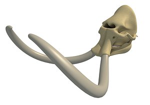 mammoth skull skeleton 3D model