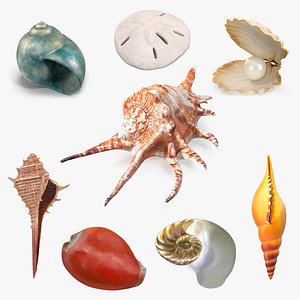Sea Shells Collection 5
