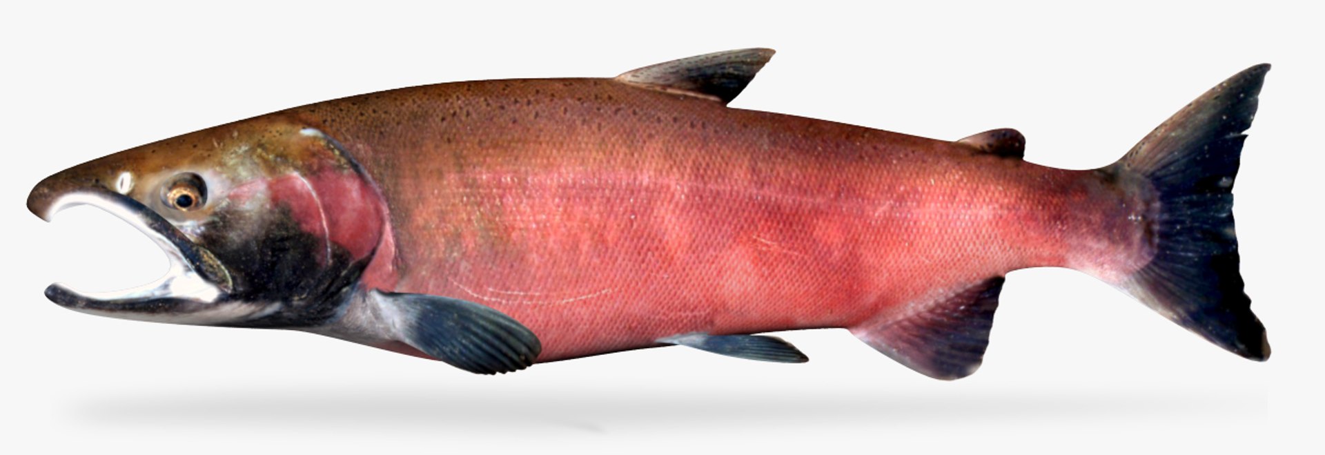 Coho Salmon Model - TurboSquid 1194212