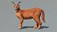 3D Caracal Animated