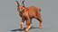3D Caracal Animated