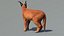 3D Caracal Animated