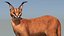 3D Caracal Animated