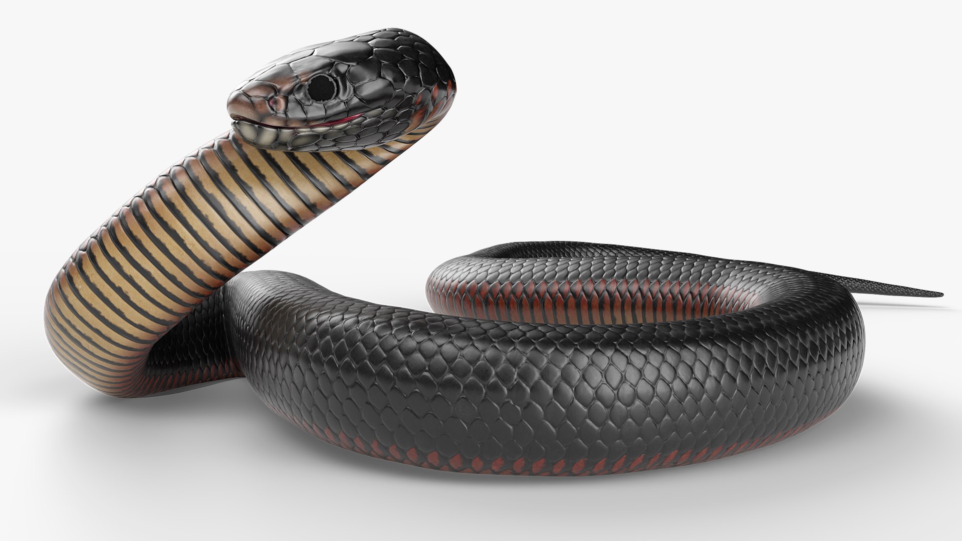 Desert Black King Snake Attacks Animated Rigged For Blender 3D model preview
