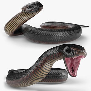 Desert Black King Snake Attacks Animated Rigged For Blender