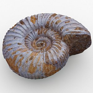 3D Ammonite fossil model