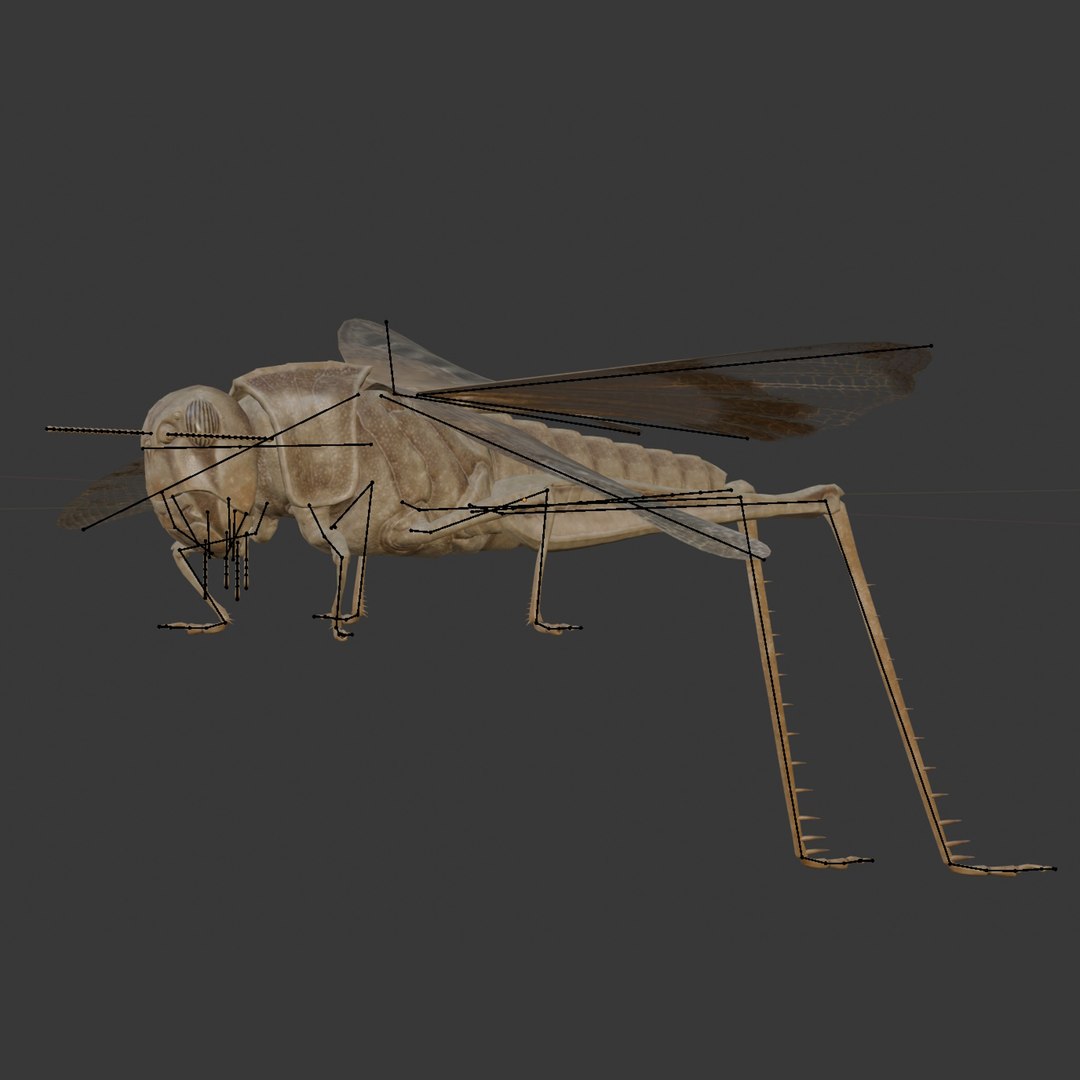 Locust Grasshopper 3D Model - TurboSquid 2257011