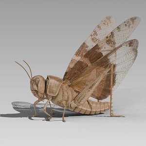 Locust Grasshopper 3D model