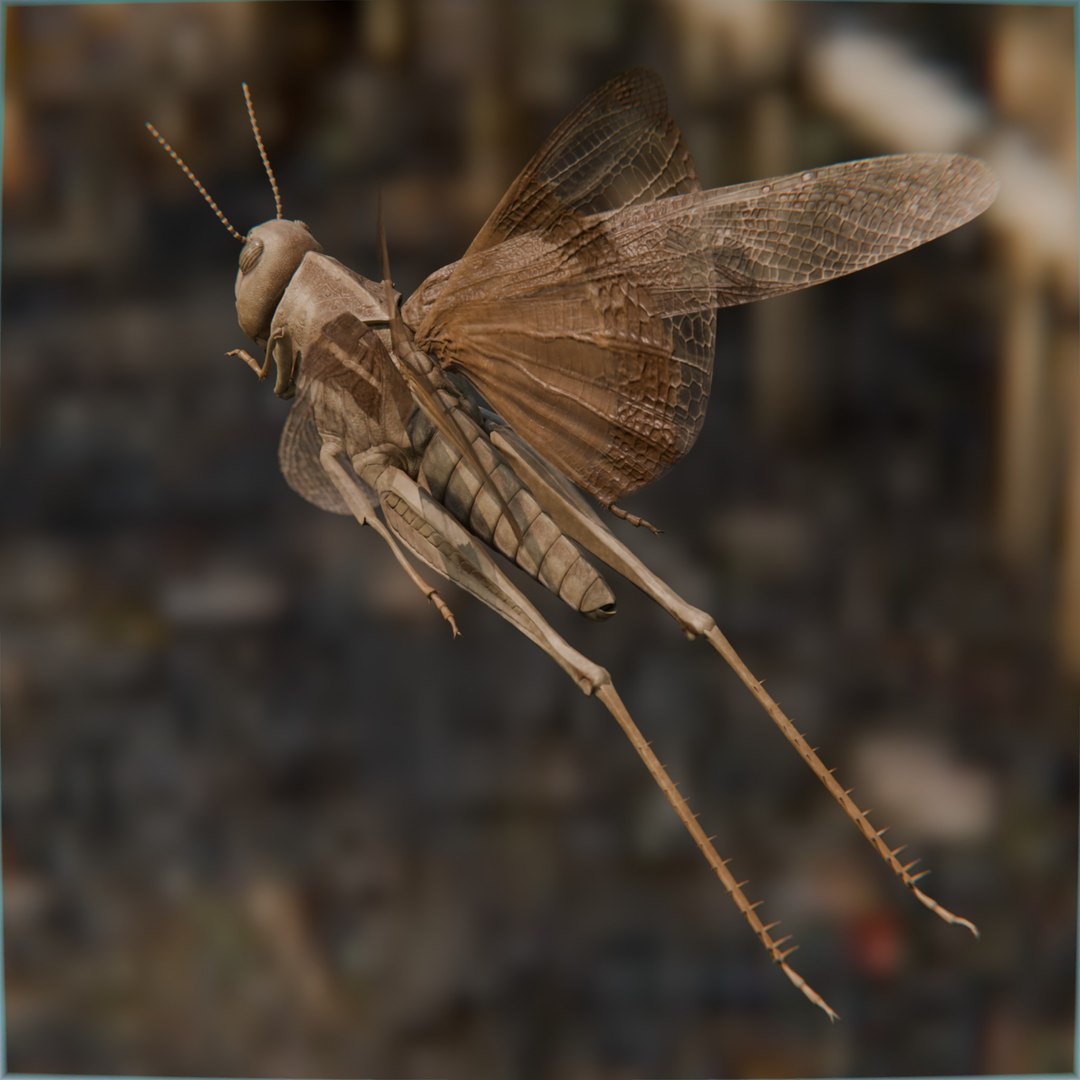 Locust Grasshopper 3D Model - TurboSquid 2257011