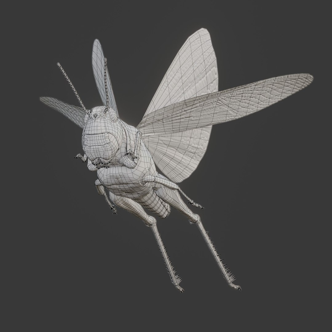 Locust Grasshopper 3D Model - TurboSquid 2257011