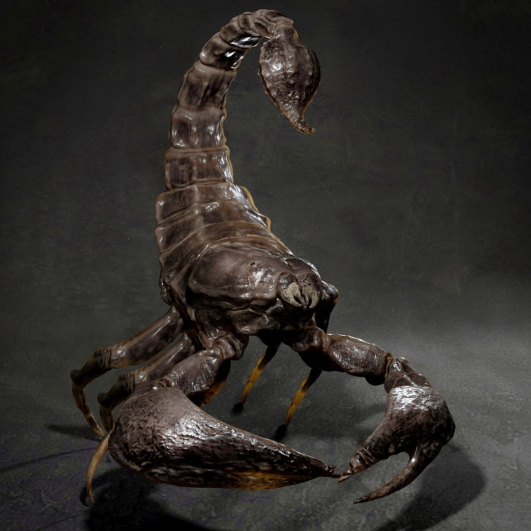3D animal scorpion https://p.turbosquid.com/ts-thumb/xX/MKYSJ5/2a/hfghfgh/jpg/1662598596/1920x1080/fit_q87/393331bfc8d626dfe83f8f1c5c24360ce3dbf8ca/hfghfgh.jpg