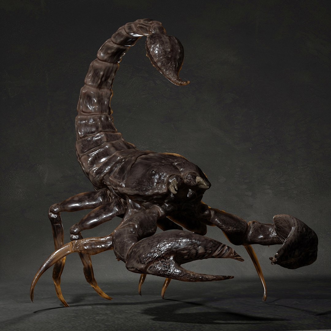 3D animal scorpion https://p.turbosquid.com/ts-thumb/xX/MKYSJ5/4b/333/jpg/1662598595/1920x1080/fit_q87/857f9f676eb7c1bd8ebb93df06524517e05ffd7d/333.jpg