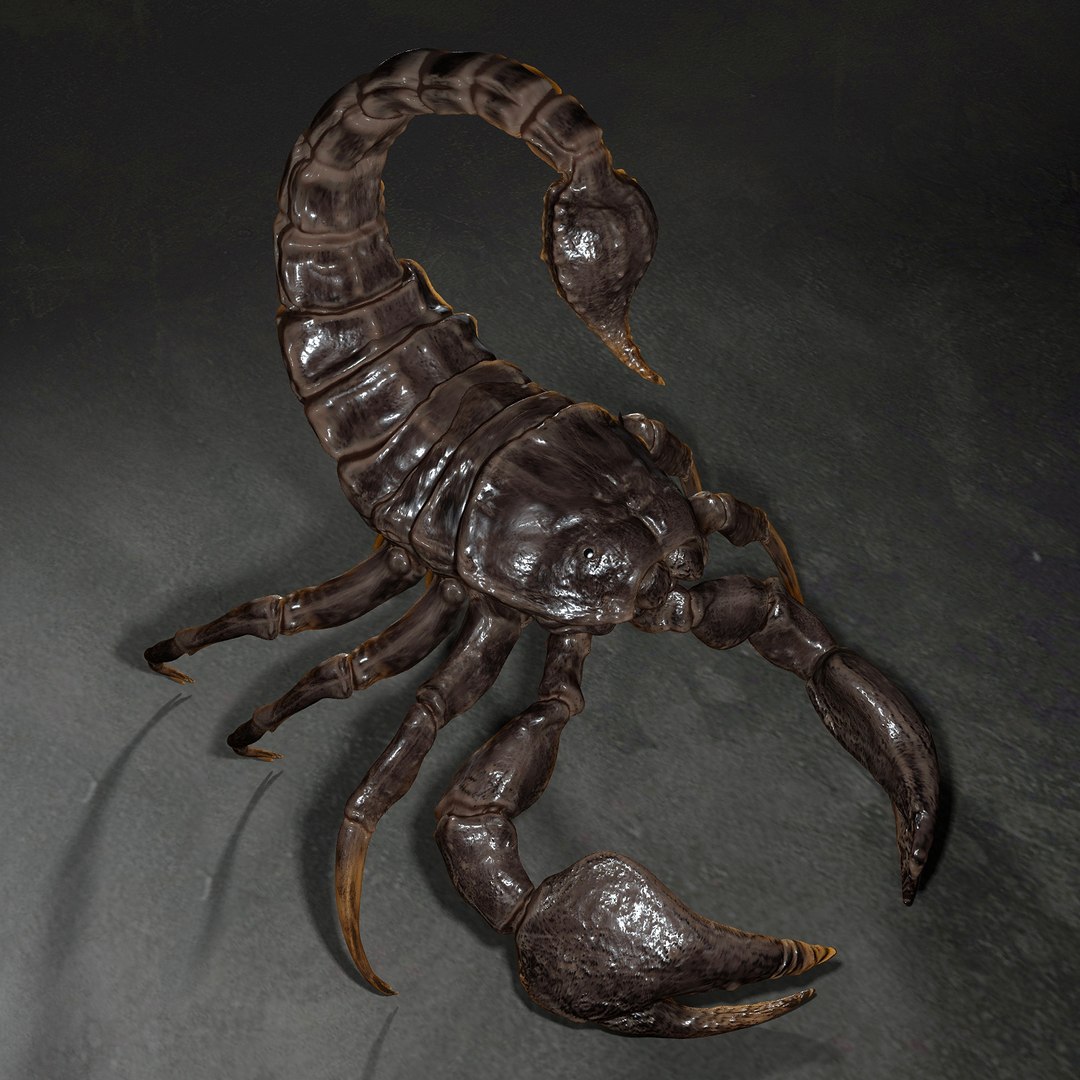 3D animal scorpion https://p.turbosquid.com/ts-thumb/xX/MKYSJ5/pj/4/jpg/1662598592/1920x1080/fit_q87/e66b55dadb65b3e7627a60b1b6929bd05f360315/4.jpg