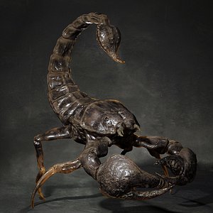 3D animal scorpion