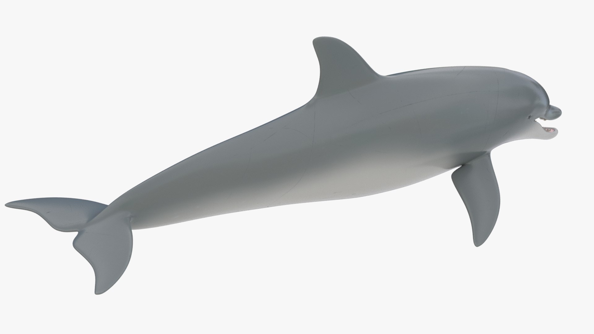 3D 4K Textures Dolphin No Rigging Model - TurboSquid 2035697