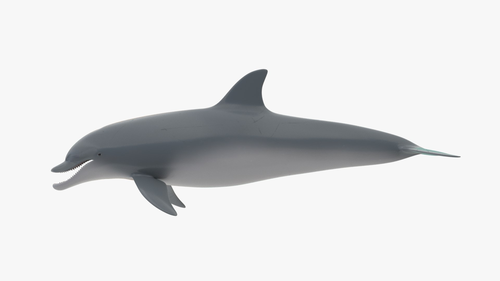 3D 4K Textures Dolphin No Rigging Model - TurboSquid 2035697